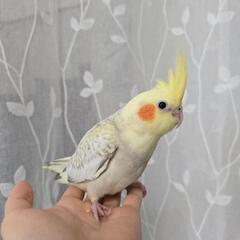 オカメインコ雛 シナモンパールパイド シナモン 募集 オカ…