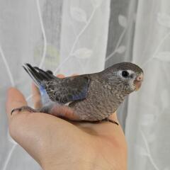 アキクサインコ ご家族様募集中 ノーマル 