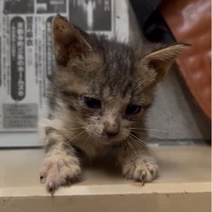 鼻黒　子猫ちゃん　約1カ月　写真更新！