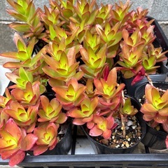 多肉植物  火祭り  1個  30円