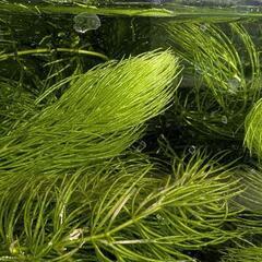 【水草】マツモ　★メダカ、金魚等の産卵にも★