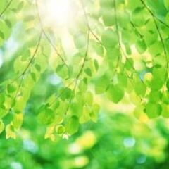 🌱ライン🍊カカオ🌻ジモティーメールでお友達になりませんか🙋