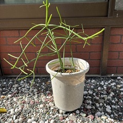 観葉植物  リプサリス 抜き苗 1個400円