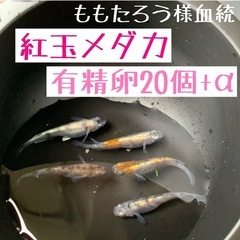 有精卵20個+α【紅玉メダカ】有名ブリーダー様血統！　白・黒・朱...