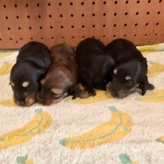 🟩ミニチュアダックス生まれました【子犬販売】6月5日更新