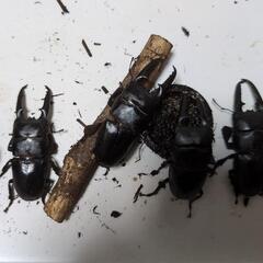 ツシマヒラタクワガタ　♂