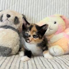 4月27日産まれの子猫の里親さん募集