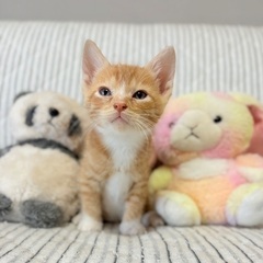 4月27日産まれの子猫の里親さん募集