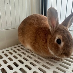 ミニウサギ　約1歳