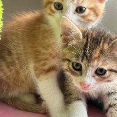 生後約1ヶ月のかわいい仔猫　茶トラ♂×１、茶白♂×１、茶白♀×１...