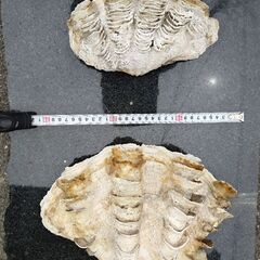 シャコ貝　大小２個セットの画像
