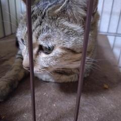 一時停止 5歳のサバ猫女の子の里親様募集です