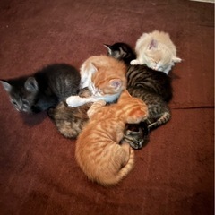 保護猫親子