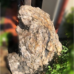 【掘り起こして下さる方、貰って下さい(有料対応希望の場合応相談)...