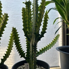 ユーフォルビアトリゴナ1鉢の画像