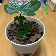 観葉植物