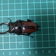 アローコクワガタリエン