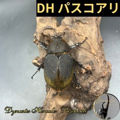 【新成虫】DHパスコアリ♀単72mm ※送料事前連絡にて変更可 ...