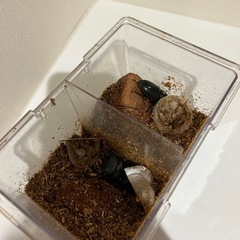 オオクワガタ♂♀ペア