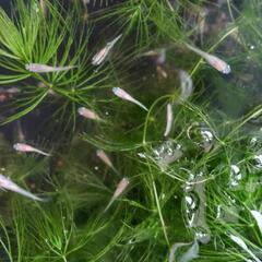 今年産まれヒメダカ幼魚50匹🐟⑥