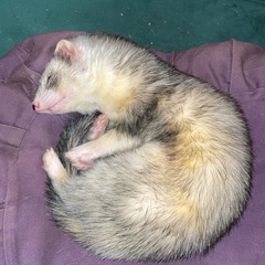 フェレット飼ってる方☆