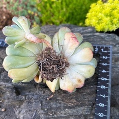 多肉　多肉植物　ホーニー大苗の画像