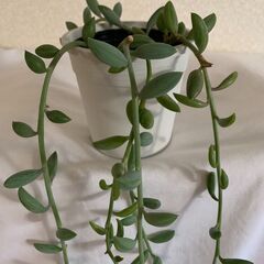 多肉植物　ネックレス‗ロング1の画像
