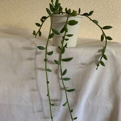 多肉植物　ネックレス＿ロング2
