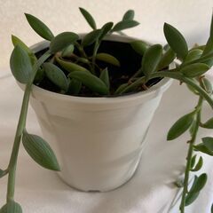 多肉植物　ネックレス＿ロング2の画像