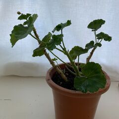 ゼラニウム