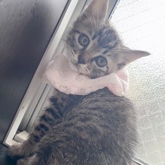 3匹子猫保護してます。