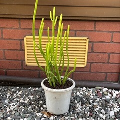 お得🉐多肉植物 観葉植物  リプサリス 鉢ごと