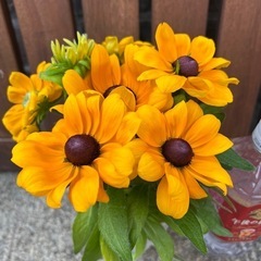 ルドベキア 訳あり