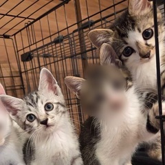 可愛い子猫達です♪