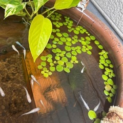 アマゾンフロッグピット(水草) 1株10円