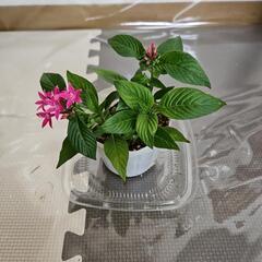 ペンタス①
