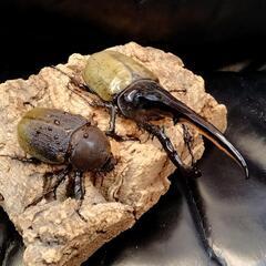 カブト王‼️ヘラクレスオオカブトペア