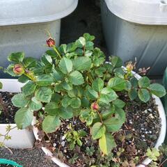 センテッドジュエル　薔薇　苗