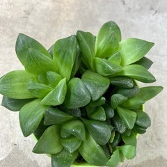 多肉植物
