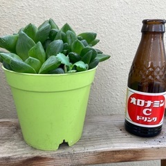 多肉植物
の画像