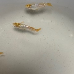 高級めだか　紡(つむぎ)4匹　難あり
の画像