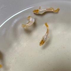 高級めだか　紡(つむぎ)4匹　難あり
