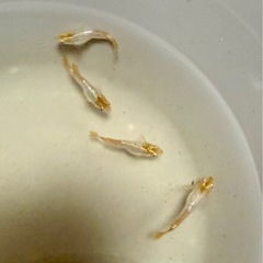 高級めだか　紡(つむぎ)4匹　難あり
の画像