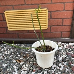 観葉植物 多肉植物 抜き苗 リプサリス