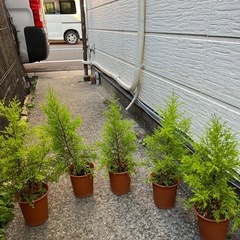 植物 ゴールドクレスト　4号サイズ　5鉢セットの画像