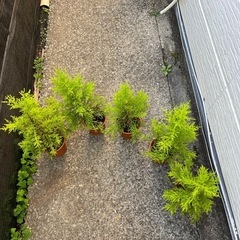 植物 ゴールドクレスト　4号サイズ　5鉢セットの画像