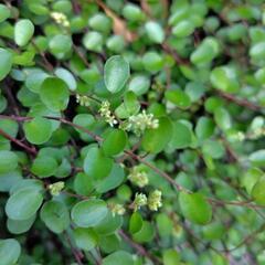 観葉植物ワイヤープランツ　カット茎の画像