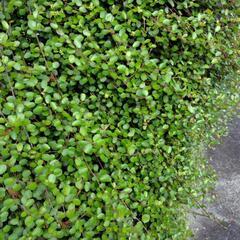観葉植物ワイヤープランツ　カット茎の画像