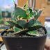 ランキングキーワードに紐づく投稿画像-多肉植物