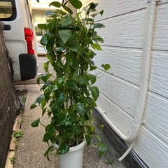 観葉植物ポトスタワー